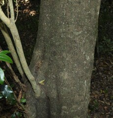 Olea paniculata, photograph (c) Greg Tasney, some rights reserved (CC BY-SA)