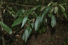 Mallotus philippensis, photograph (c) Greg Tasney, some rights reserved (CC BY-SA)