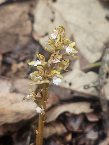 Corallorhiza maculata, photograph 6