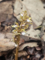 Corallorhiza maculata, photograph (c) Erick Vélez Sánchez, some rights reserved (CC BY)