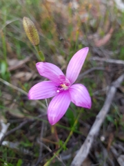 Elythranthera emarginata