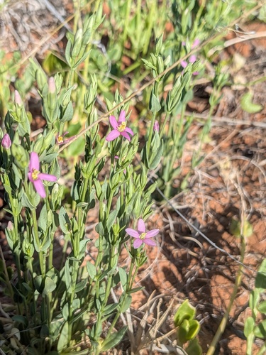 Schenkia australis observed 2026-09-15