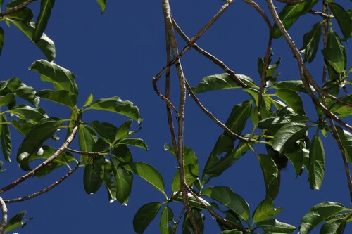 Dendrocnide photiniphylla, photograph 6