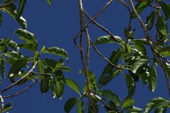Dendrocnide photiniphylla, photograph (c) Greg Tasney, some rights reserved (CC BY-SA)