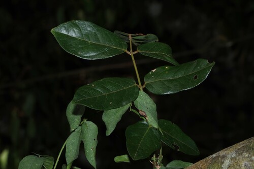 Austrosteenisia blackii