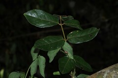 Austrosteenisia blackii