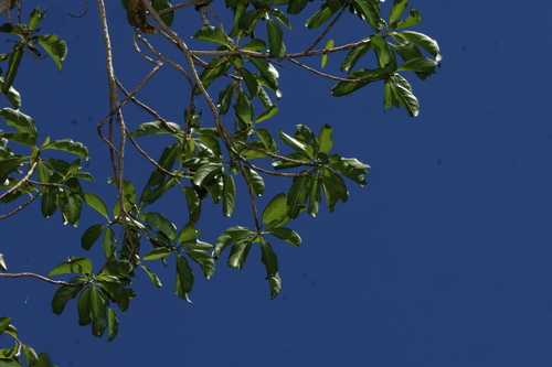 Dendrocnide photiniphylla, photograph 5