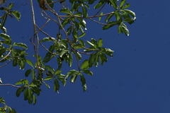 Dendrocnide photiniphylla, photograph (c) Greg Tasney, some rights reserved (CC BY-SA)