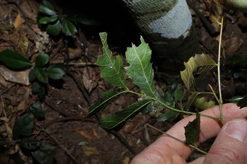 Elattostachys xylocarpa, photograph 3