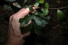 (c) Greg Tasney, some rights reserved (CC BY-SA) Elattostachys xylocarpa, photograph (c) Greg Tasney, some rights reserved (CC BY-SA)