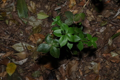 (c) Greg Tasney, some rights reserved (CC BY-SA) Alyxia ruscifolia, photograph (c) Greg Tasney, some rights reserved (CC BY-SA)