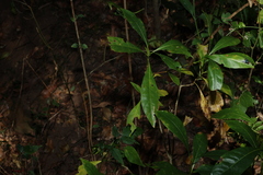 Pavetta australiensis, photograph (c) Greg Tasney, some rights reserved (CC BY-SA)