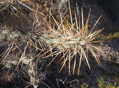 Cylindropuntia molesta