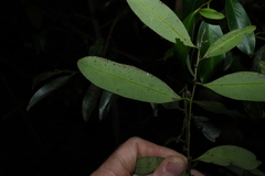 Diospyros australis, photograph (c) Greg Tasney, some rights reserved (CC BY-SA)