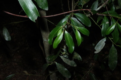 Diospyros australis, photograph (c) Greg Tasney, some rights reserved (CC BY-SA)