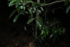 Diospyros australis, photograph (c) Greg Tasney, some rights reserved (CC BY-SA)