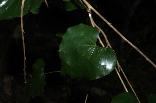 Barklya syringifolia