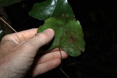 Barklya syringifolia, photograph (c) Greg Tasney, some rights reserved (CC BY-SA)