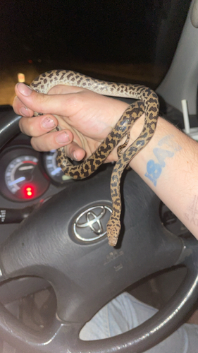 Spotted Python