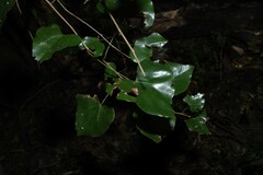 Barklya syringifolia, photograph (c) Greg Tasney, some rights reserved (CC BY-SA)