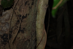 Barklya syringifolia, photograph (c) Greg Tasney, some rights reserved (CC BY-SA)