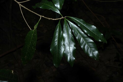 Planchonella pohlmaniana, photograph 3