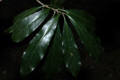 (c) Greg Tasney, some rights reserved (CC BY-SA) Planchonella pohlmaniana, photograph (c) Greg Tasney, some rights reserved (CC BY-SA)