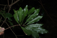 (c) Greg Tasney, some rights reserved (CC BY-SA) Planchonella pohlmaniana, photograph (c) Greg Tasney, some rights reserved (CC BY-SA)