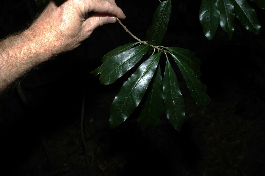 Planchonella pohlmaniana; photograph (c) Greg Tasney, some rights reserved (CC BY-SA)
