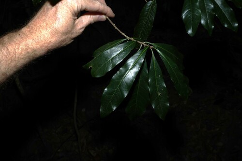Planchonella pohlmaniana