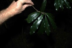 Planchonella pohlmaniana