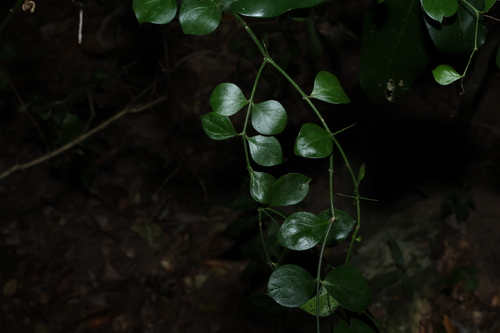 Carissa ovata, photograph 1