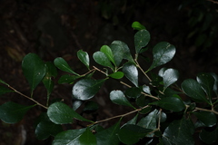 Planchonella cotinifolia