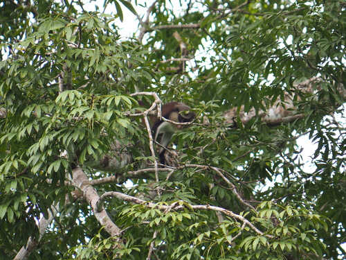 Mona Monkey