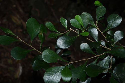 Planchonella cotinifolia, photograph 1