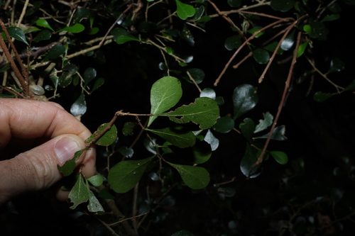 Planchonella cotinifolia, photograph 2