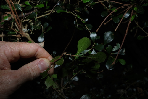 Planchonella cotinifolia, photograph 3