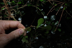 Planchonella cotinifolia, photograph (c) Greg Tasney, some rights reserved (CC BY-SA)