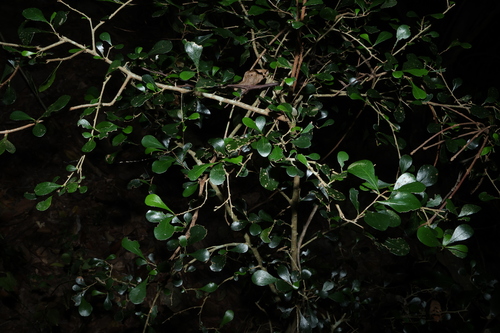 Planchonella cotinifolia, photograph 4