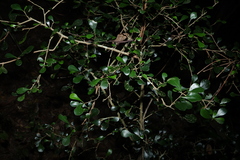 Planchonella cotinifolia, photograph (c) Greg Tasney, some rights reserved (CC BY-SA)