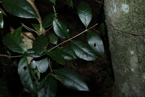 Loeseneriella barbata, photograph 1