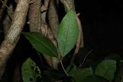 Loeseneriella barbata