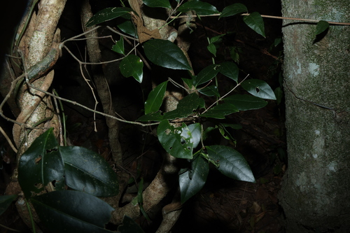 Loeseneriella barbata, photograph 2