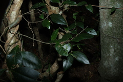 Loeseneriella barbata, photograph (c) Greg Tasney, some rights reserved (CC BY-SA)