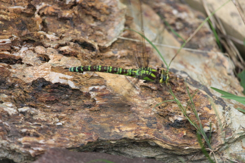 Southern Hawker