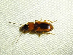 Stenolophus dissimilis