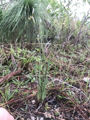 Sisyrinchium nashii