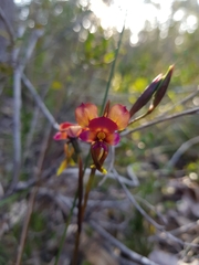 Diuris longifolia