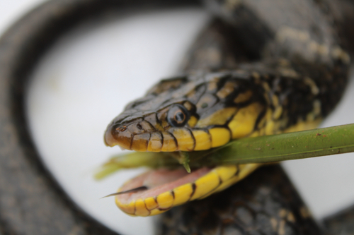 Smith's African Water Snake