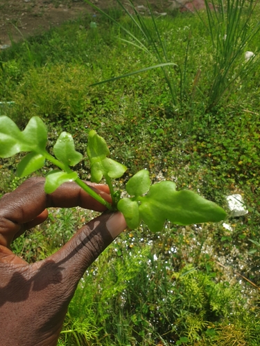 Broad-leaf water sprite
